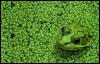 [frog9904-GreenFrog]