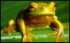 [frog9932-AustralianTreeFrog]