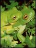 [treefrogs]