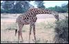 [EastAfrica-Giraffe971-EatingLeaves]