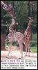 [Giraffes-Twin-199709250003]