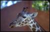 [Photo066-Giraffe-Head-Closeup]