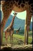 [SDZ 0082-Giraffes]