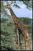 [SDZ 0085-Giraffe-LeafDinner]