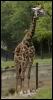 [ZooAnimals-Giraffe1]