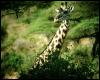 [animalwild031-GiraffesHead-Closeup-InForest]