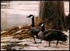 [geese-Canada goose-rb-Pair on Snow shore]