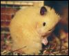 [hamster pudgy1]