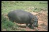 [hippopotamus-200062]