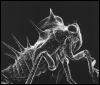 [ElectronMicroscopy-Nymph-BabyInsect]