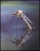 [Insect-Mosquito-WaterMirror]