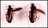 [InsectBeetle-Calathus gregarius]