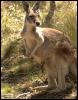 [gr-kangaroo01-looks-back]
