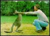 [kangaroo01-Dancing with man]