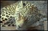 [Photo284-Leopard-SleepyFace]