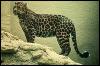 [SDZ 0033-Leopard-Standing-OnRock]
