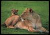 [cl lion3-Mom N Baby]