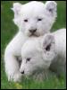 [germany white lions]