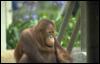 [Photo267-Orangutan-Closeup]