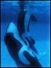 [KillerWhales-Orca-Mating]
