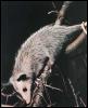 [Opossum-DownTree]