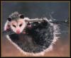 [Opossum 03-HangingBranch]