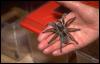 [Tarantula Spider-86 113]
