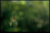 [spider03-Golden orb spider-on web]